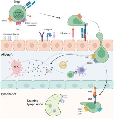 Intragraft regulatory T cells in the modern era: what can high-dimensional methods tell us about pathways to allograft acceptance?